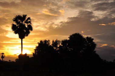 inanılmaz gün batımı ve palmiye ağaçları 