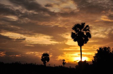 inanılmaz gün batımı ve palmiye ağaçları 