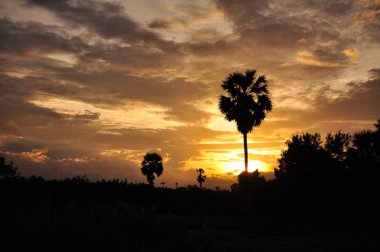 inanılmaz gün batımı ve palmiye ağaçları 