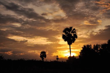inanılmaz gün batımı ve palmiye ağaçları 