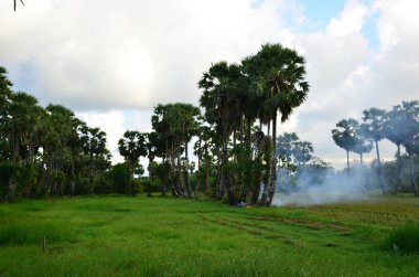 bulutlar ve palmiye ağaçları ile mavi gökyüzü 