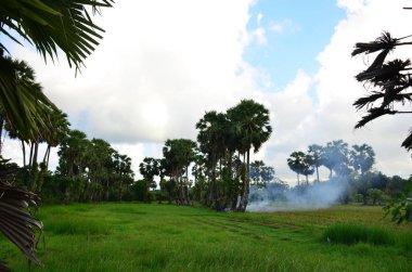 bulutlar ve palmiye ağaçları ile mavi gökyüzü 
