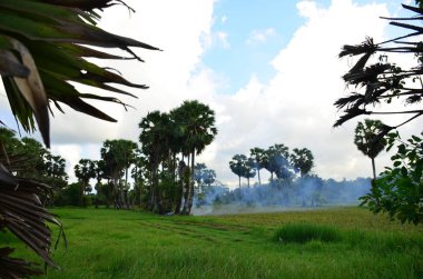 bulutlar ve palmiye ağaçları ile mavi gökyüzü 