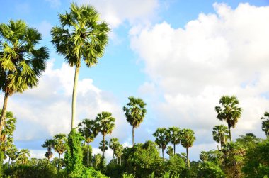 bulutlar ve palmiye ağaçları ile mavi gökyüzü 