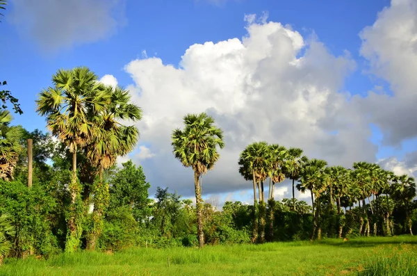 Blauwe Hemel Met Wolken Palmbomen — Stockfoto