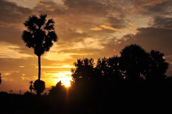 amazing sunset and palm trees