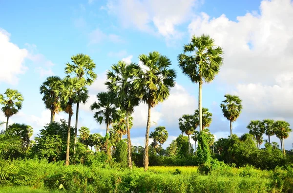 Blauwe Hemel Met Wolken Palmbomen — Stockfoto