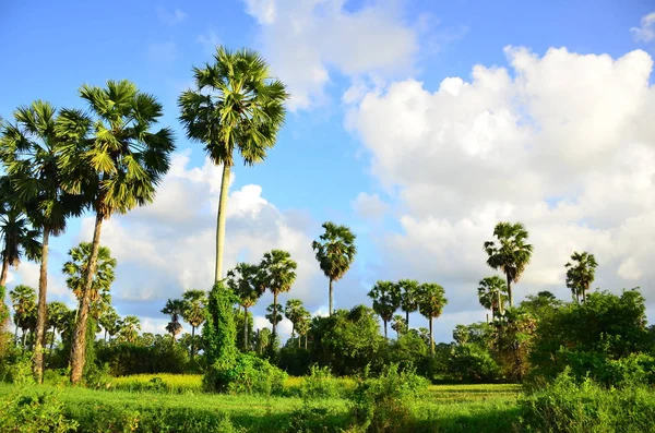 Blauwe Hemel Met Wolken Palmbomen — Stockfoto