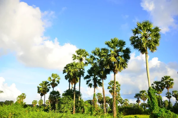 Blauwe Hemel Met Wolken Palmbomen — Stockfoto