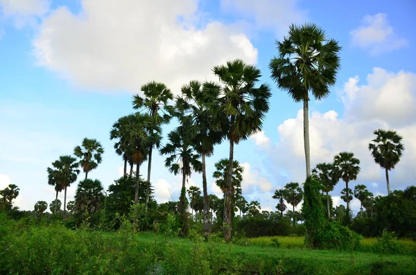 Blauwe Hemel Met Wolken Palmbomen — Stockfoto