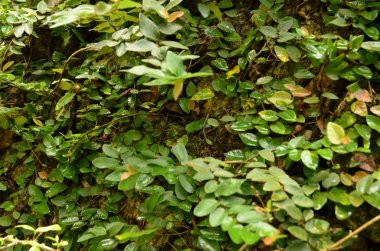 Arkaplan olarak yeşil yaprakların yüzeyini kapat 