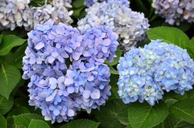 Bahçede çiçek açan güzel çiçekler 