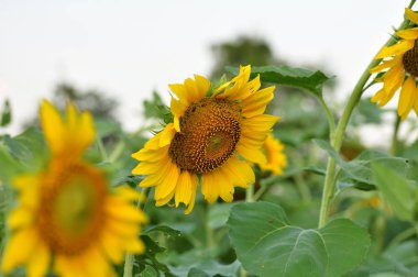 Gündüz ayçiçeği tarlasına bak  
