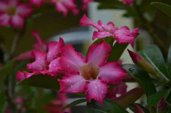 Flores Flor Bonitas Jardim — Fotografia de Stock