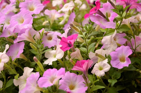 Gyönyörű Virágzó Virágok Kertben — Stock Fotó