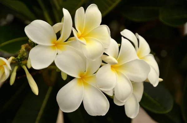 Piękne Kwitnące Kwiaty Ogrodzie — Zdjęcie stockowe