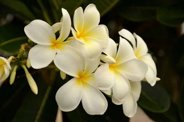 Bella Fioritura Fiori Giardino — Foto Stock