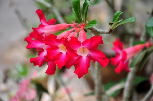 Nahaufnahme Von Blumen Die Tagsüber Freien Wachsen — Stockfoto