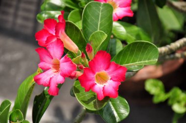 Açık havada büyüyen çiçeklerin kapağını kapatın.