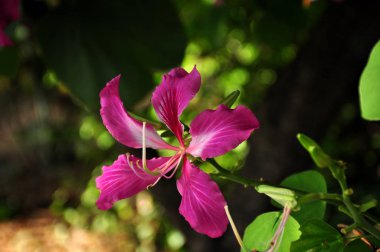 Açık havada büyüyen çiçeklerin kapağını kapatın.