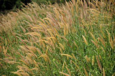 Yeşil tarlada güzel çimenler