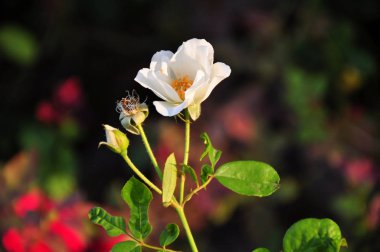 Açık havada büyüyen çiçeklerin kapağını kapatın.