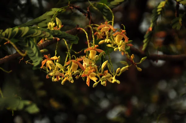 Primo Piano Fiori Che Crescono All Aperto Durante Giorno — Foto Stock