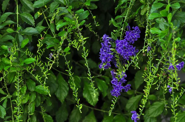 Close Flowers Growing Outdoors Daytime — Stock Photo, Image