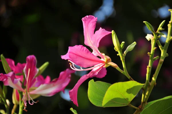 Primer Plano Las Flores Que Crecen Aire Libre Durante Día —  Fotos de Stock