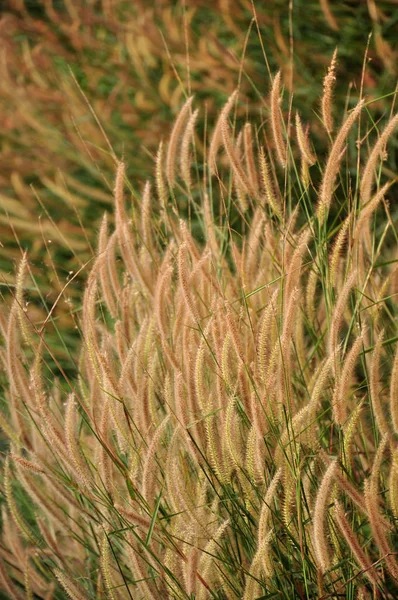 Beautiful Grass Green Field — стоковое фото