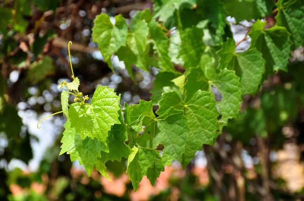 Gündüz vakti açık havada yetişen yeşil yapraklı bitkileri kapatın.