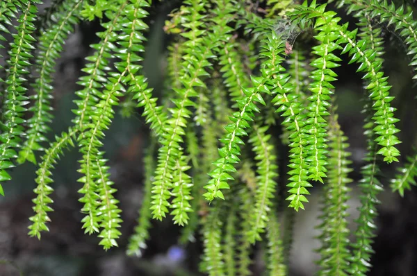 Close Plantas Com Folhas Verdes Crescendo Livre Durante Dia — Fotografia de Stock