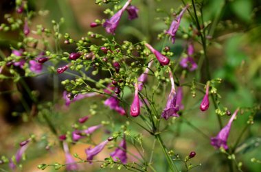 Açık havada büyüyen çiçeklerin kapağını kapatın.