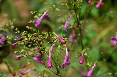 Açık havada büyüyen çiçeklerin kapağını kapatın.
