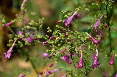 Açık havada büyüyen çiçeklerin kapağını kapatın.