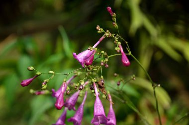 Açık havada büyüyen çiçeklerin kapağını kapatın.