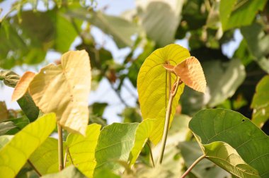 Gündüz vakti açık havada yetişen yeşil yapraklı bitkileri kapatın.