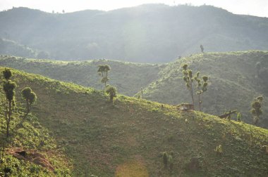 yemyeşil dağ manzarası