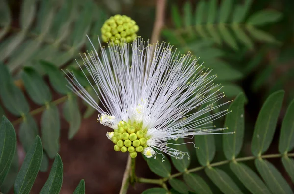 Primer Plano Las Flores Que Crecen Aire Libre Durante Día — Foto de Stock