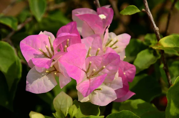 Nahaufnahme Von Blumen Die Tagsüber Freien Wachsen — Stockfoto