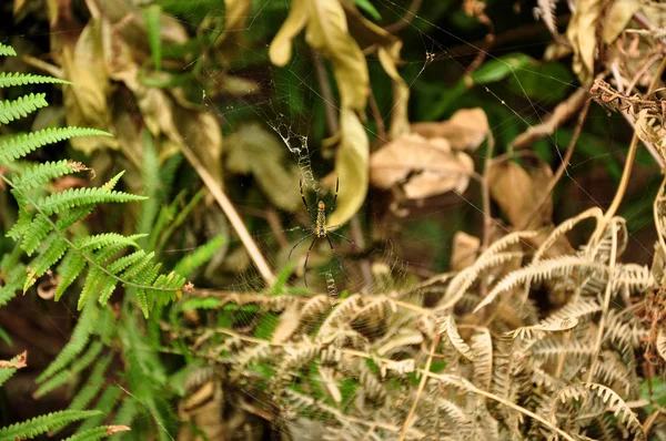 Spider Web Beautiful Forest — Stock fotografie