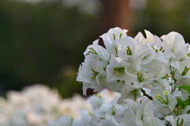 Güzel çiçeklerin güzel manzarasını kapat.