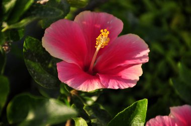 güzel açan pembe çiçek görünümü ne kadar yakın