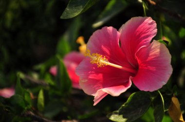 güzel açan pembe çiçek görünümü ne kadar yakın