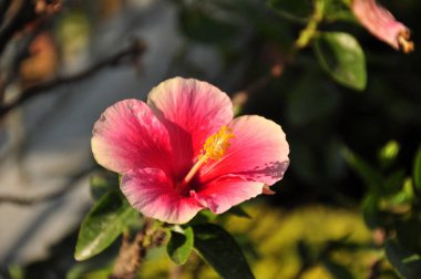 güzel açan pembe çiçek görünümü ne kadar yakın