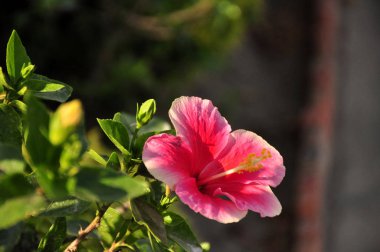 güzel açan pembe çiçek görünümü ne kadar yakın