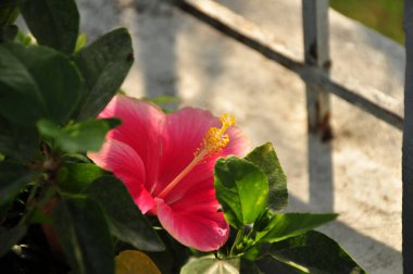 güzel açan pembe çiçek görünümü ne kadar yakın