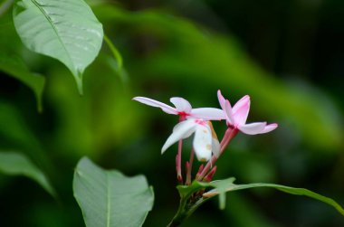 Görünümü güzel çiçek pembe çiçek kapatın