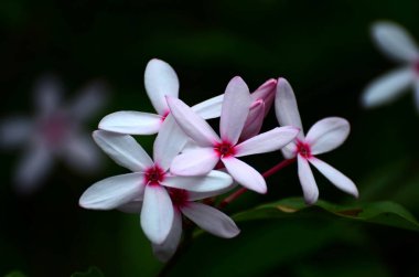 Görünümü güzel çiçek pembe çiçek kapatın