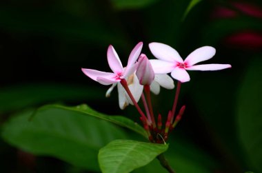 Görünümü güzel çiçek pembe çiçek kapatın